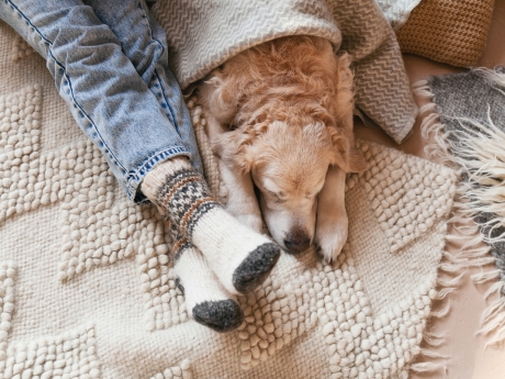 dog under the blanket with a person