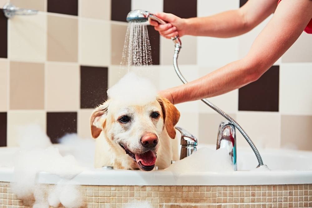 Help! How Do I Choose the Best Water Heater?